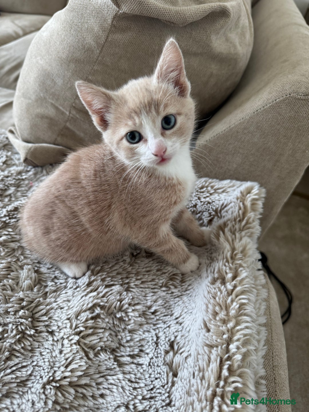 Mixed Breed cats for sale: 3 kittens for sale - Image 4
