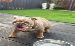 English Bulldog dogs for sale: 2 year old KC English Bulldog  - Image 5