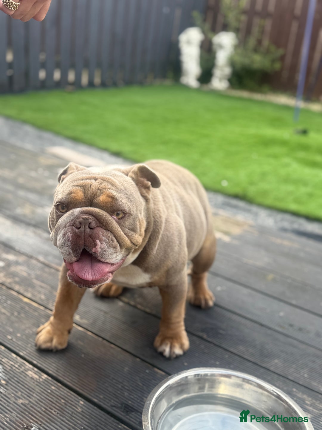 English Bulldog dogs for sale: 2 year old KC English Bulldog  - Image 5
