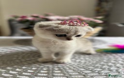Scottish Fold cats for sale: 2 Scottish Girls  - Image 4