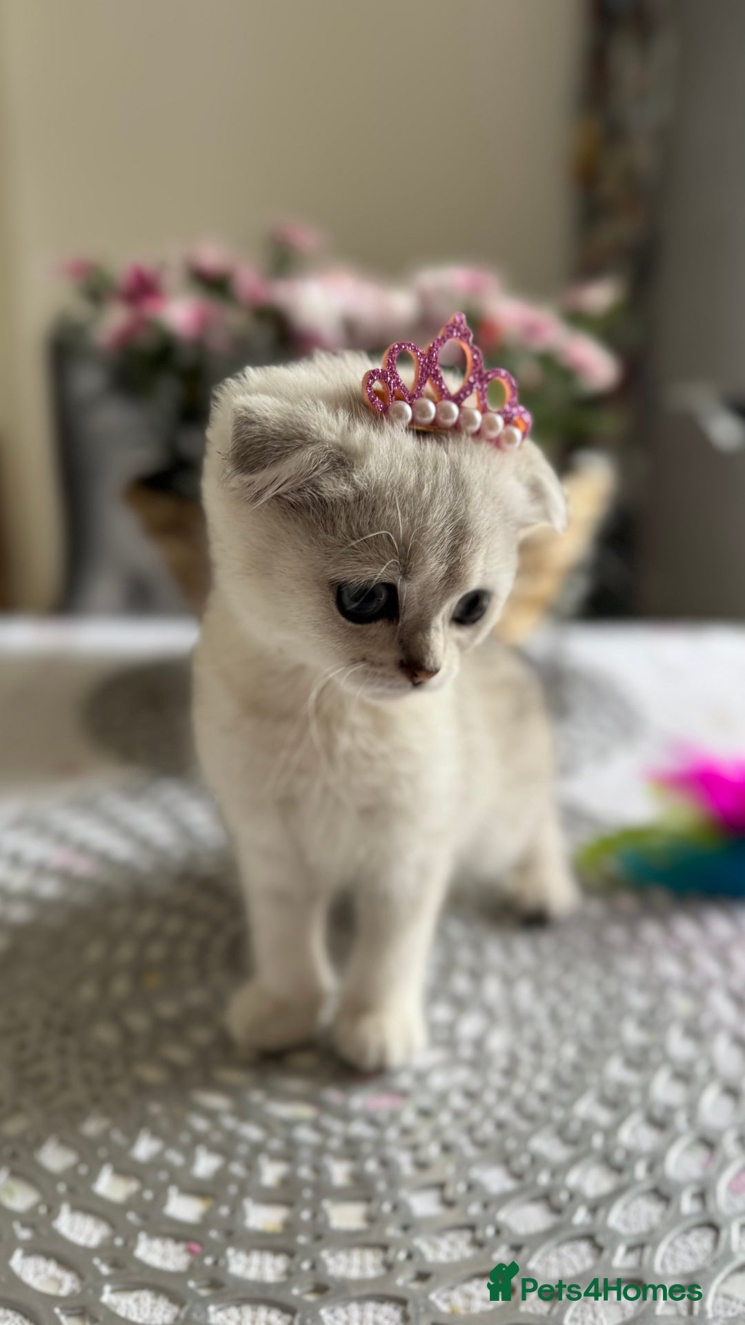 Scottish Fold cats for sale: 2 Scottish Girls  - Image 4