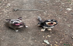 Mixed Breed dogs for sale: Puppies due!  - Image 3