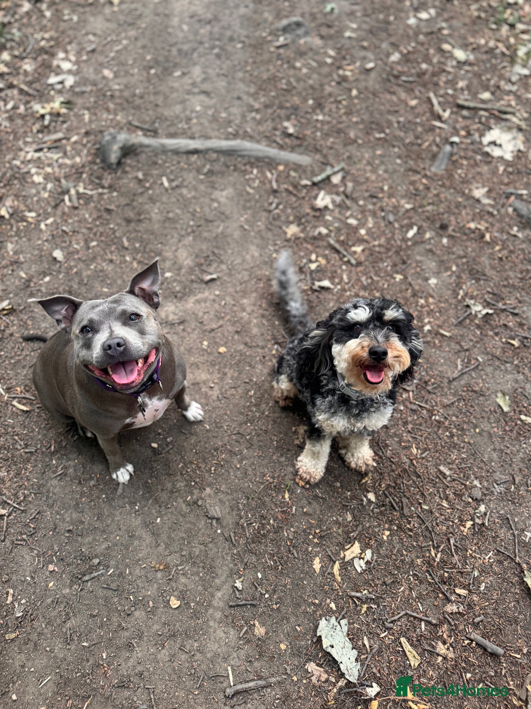 Mixed Breed dogs for sale: Puppies due!  - Image 3