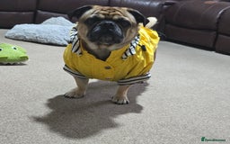 Pug dogs for stud: For Stud - Apricot Fawn Pug Benson. - Image 7