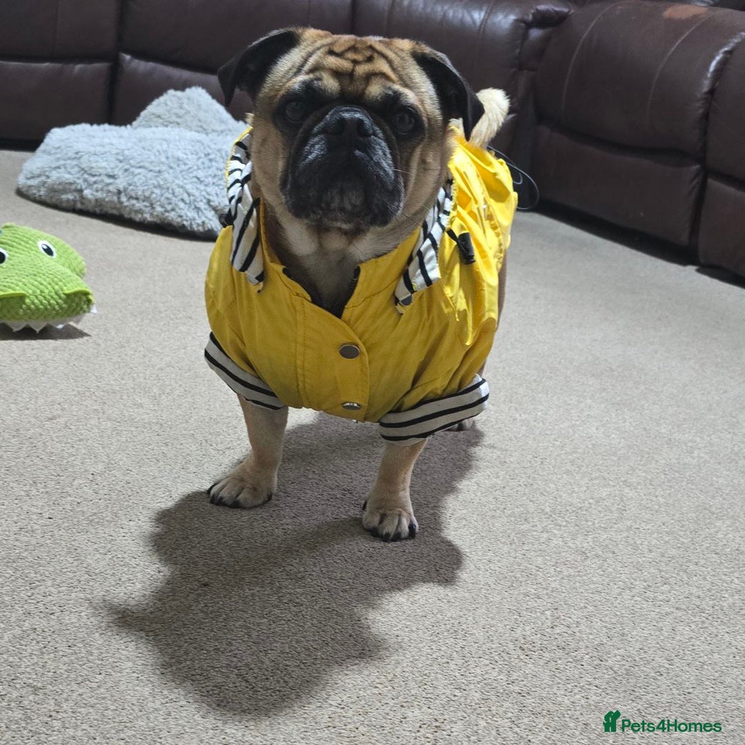 Pug dogs for stud: For Stud - Apricot Fawn Pug Benson. - Image 7