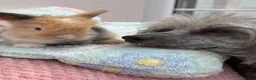 Mini Lop rabbits for sale: Mini lops-raised indoors-vaccinated  - Advert 20