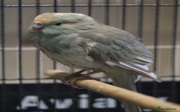 Parakeets birds for sale: Kakarikis  - Image 1