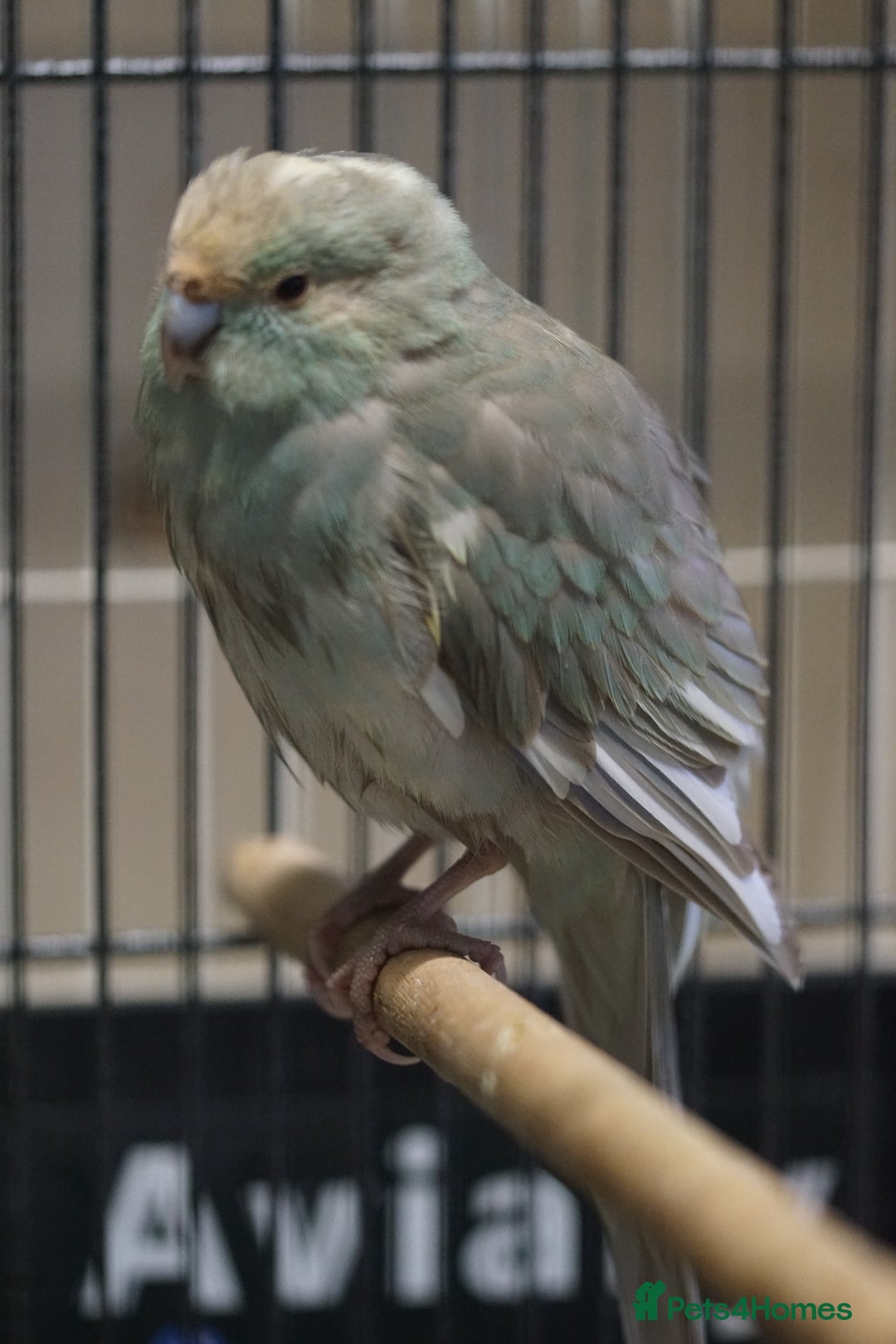 Parakeets birds for sale: Kakarikis  - Image 1