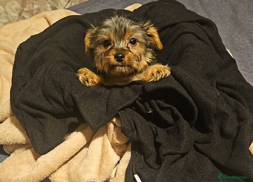 Yorkshire Terrier dogs for sale: Mini Yorkshire terrier  - Image 4