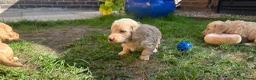 Miniature Dachshund dogs for sale: Beautiful Cream Long Haired Miniature Dachshunds - Advert 6