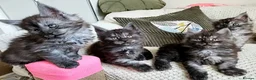 Maine Coon cats for sale: Maine coon - Advert 9