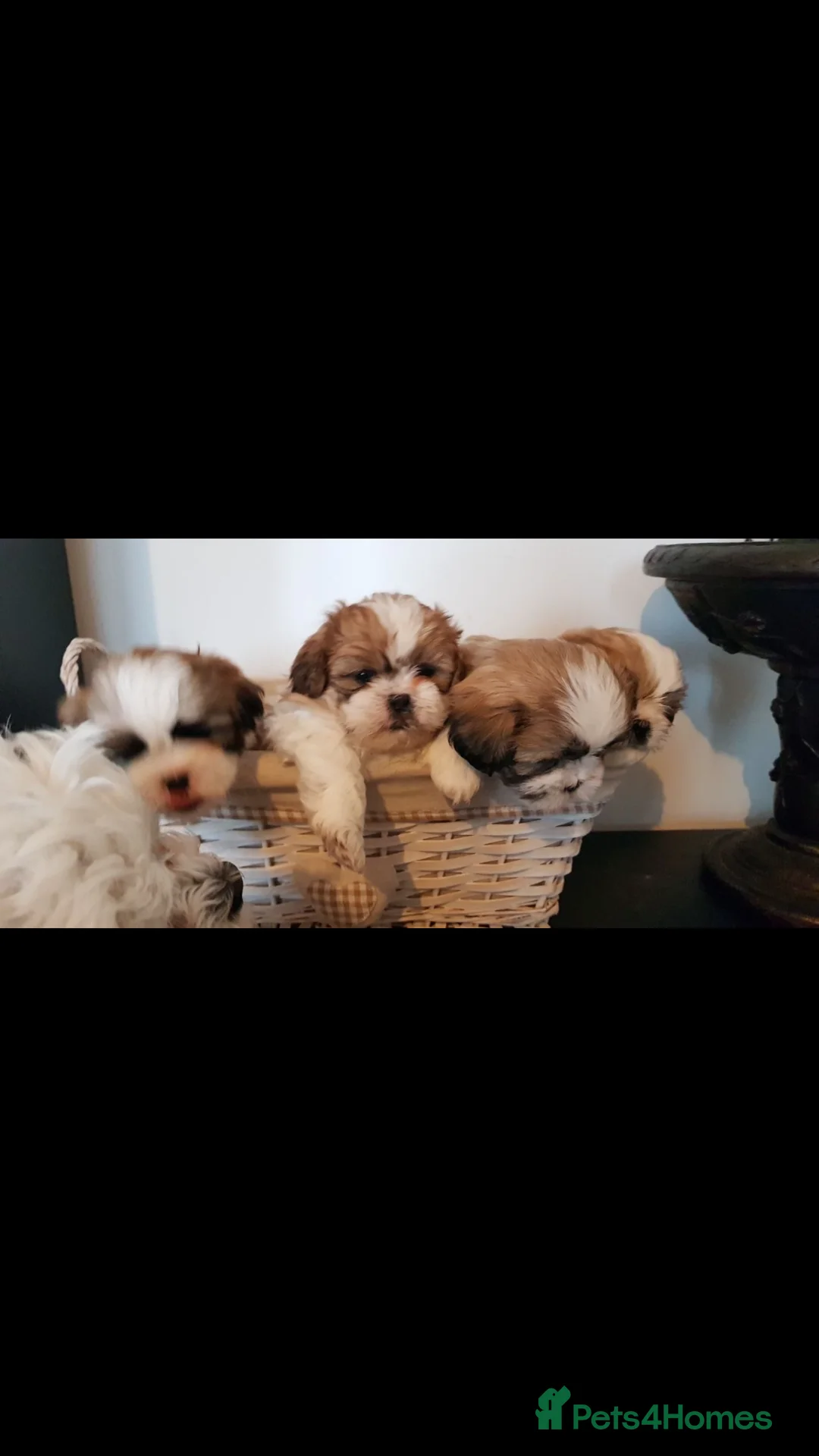 Shih Tzu dogs for stud: Stud dog in Bridgend - Advert 14