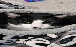 Domestic Shorthair cats for sale: Meemee the Three year old cat  - Image 1