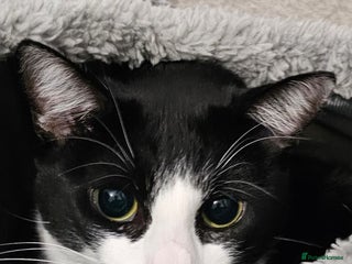 Domestic Shorthair cats for sale - Advert 1