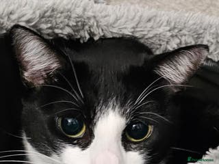 Domestic Shorthair cats Meemee the Three year old cat - Advert 5