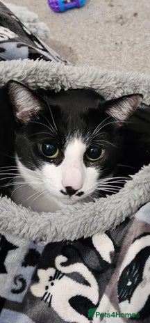 Domestic Shorthair cats - Advert 3