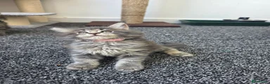 Maine Coon 7