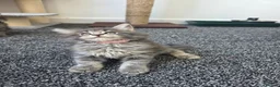 Maine Coon cats for sale: Maine coon pedigree kittens  - Advert 21