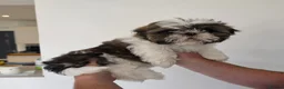Shih Tzu dogs for sale: Shih Tzu - Advert 7