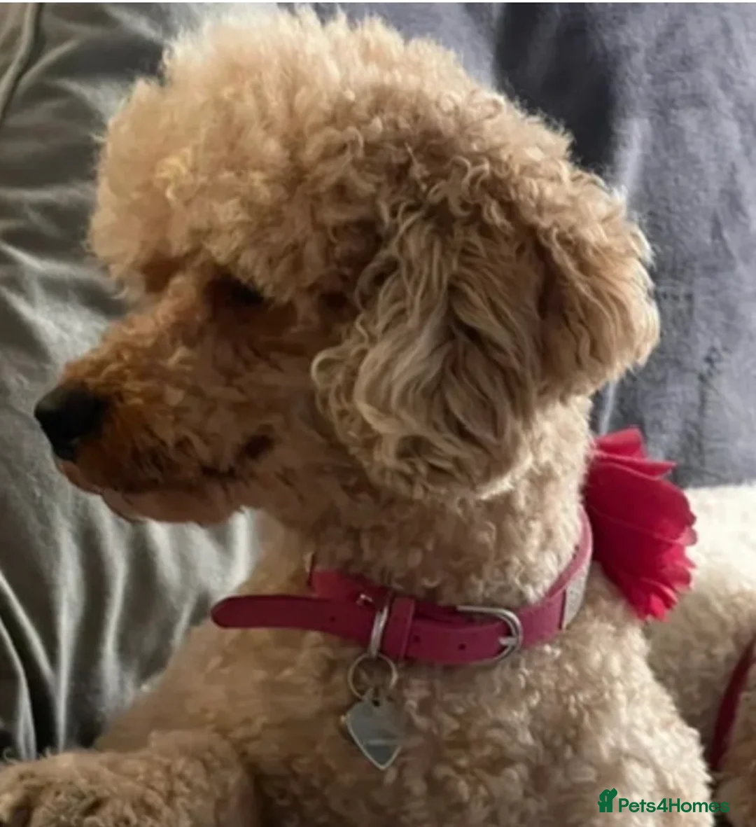 Miniature Schnauzer dogs for sale: 🐶🐾Cavaschnauzers🐾🐶Pups🐾🐶 - Advert 13