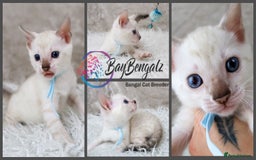 Bengal cats for sale: 1 Boy left, Bengal Snow kittens from RW TGC Sire - Image 17