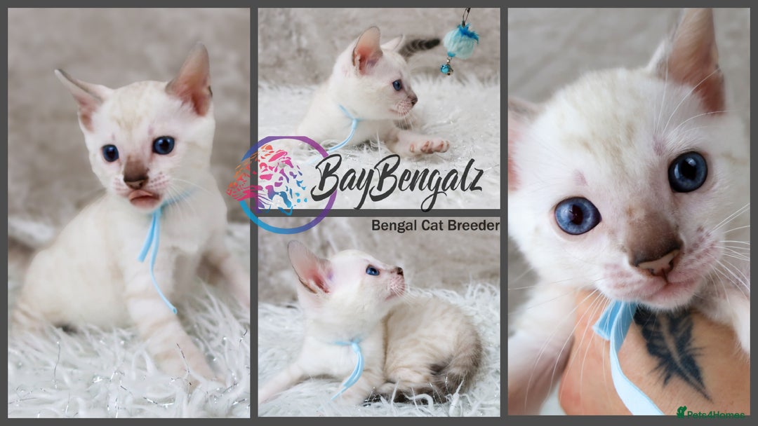 Bengal cats for sale: 1 Boy left, Bengal Snow kittens from RW TGC Sire - Image 17
