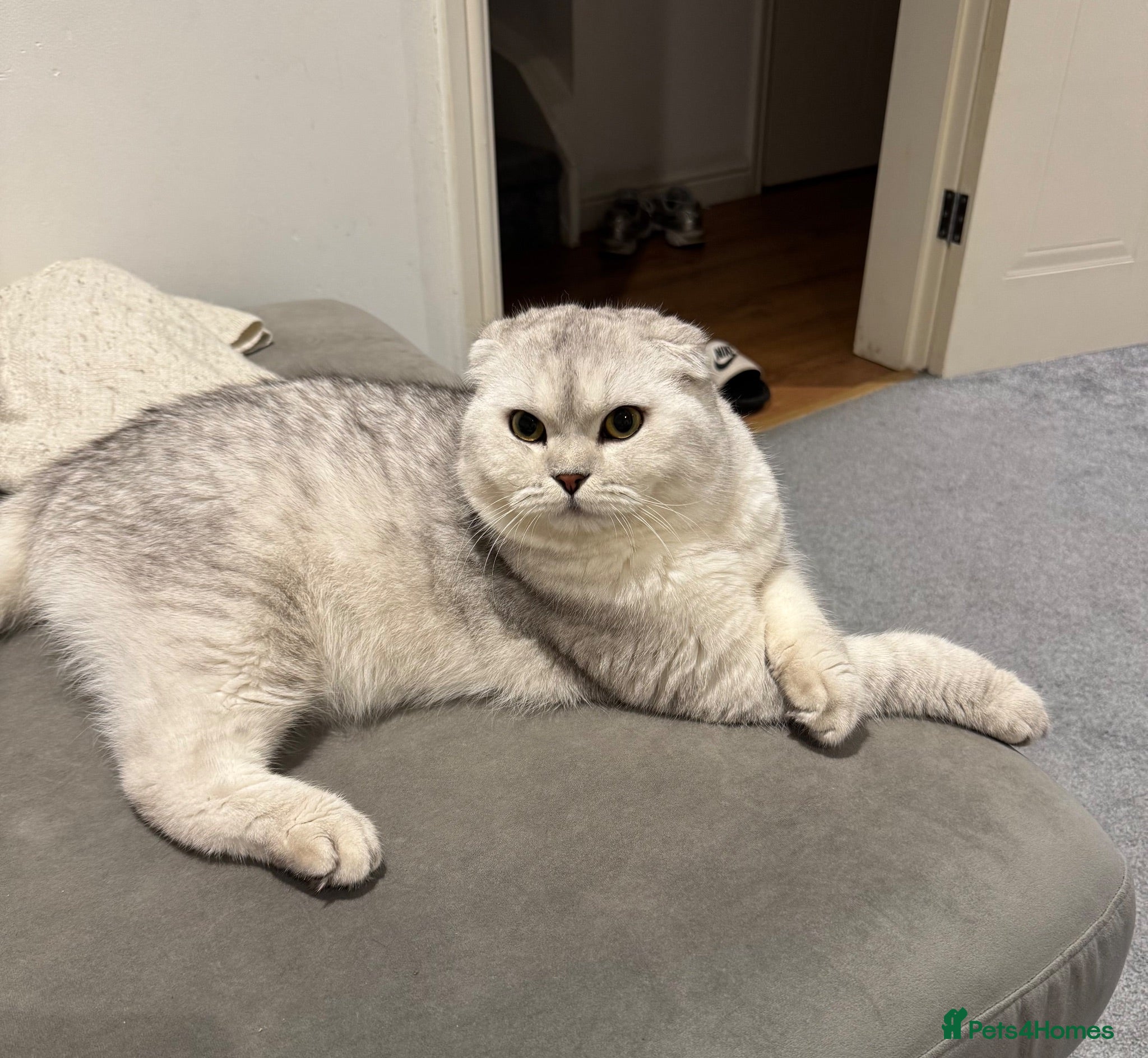 Scottish Fold cats Beautiful Scottish Fold Stud - Advert 2