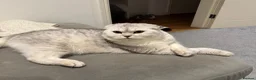 Scottish Fold cats for stud: Beautiful Scottish Fold Stud - Advert 1