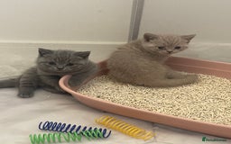 British Shorthair cats for sale: GCCF registered Champion bloodline BSH kittens - Image 2