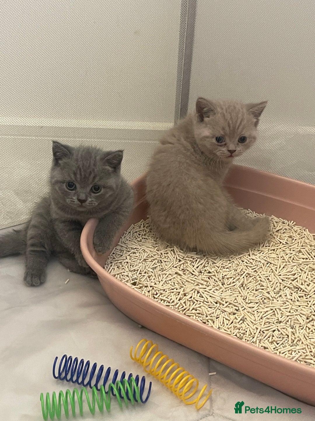 British Shorthair cats for sale: GCCF registered Champion bloodline BSH kittens - Image 2