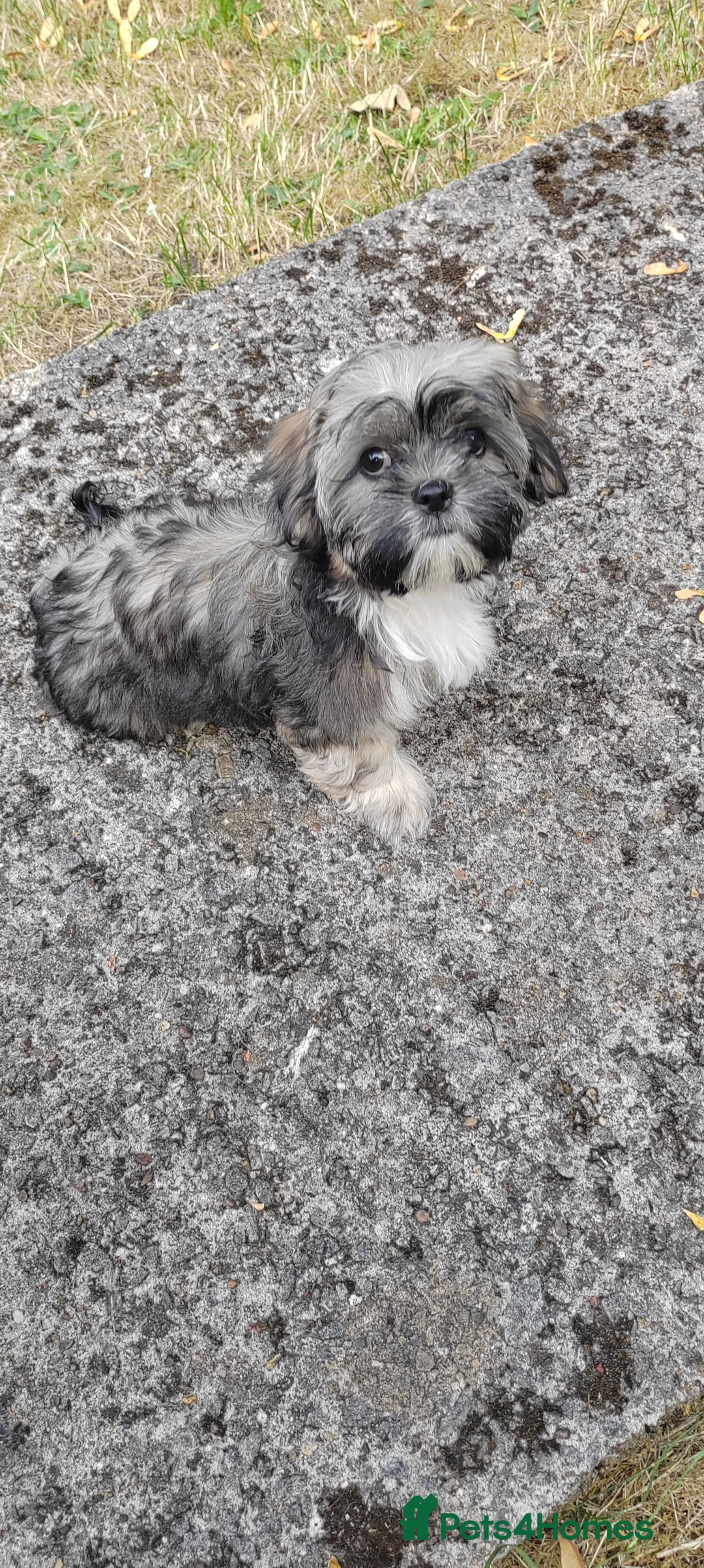 Shih Tzu dogs for sale: Puppies  - Advert 2