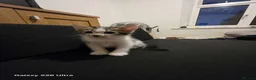 Mixed Breed cats for sale: Kittens in Alfreton - Advert 2