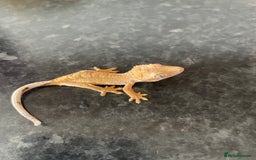 Gecko reptiles for sale: Crested Geckos available  - Image 2