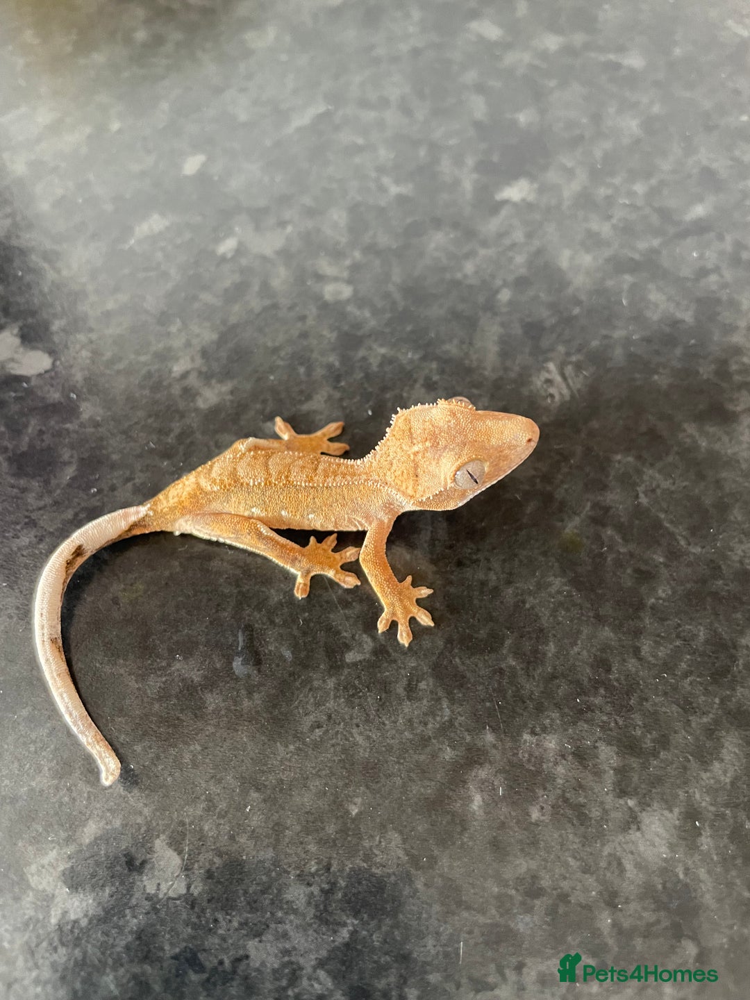 Gecko reptiles for sale: Crested Geckos available  - Image 2
