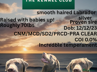Labrador Retriever dogs Proven KC Silver Labrador for stud in Pontypool - Advert 2