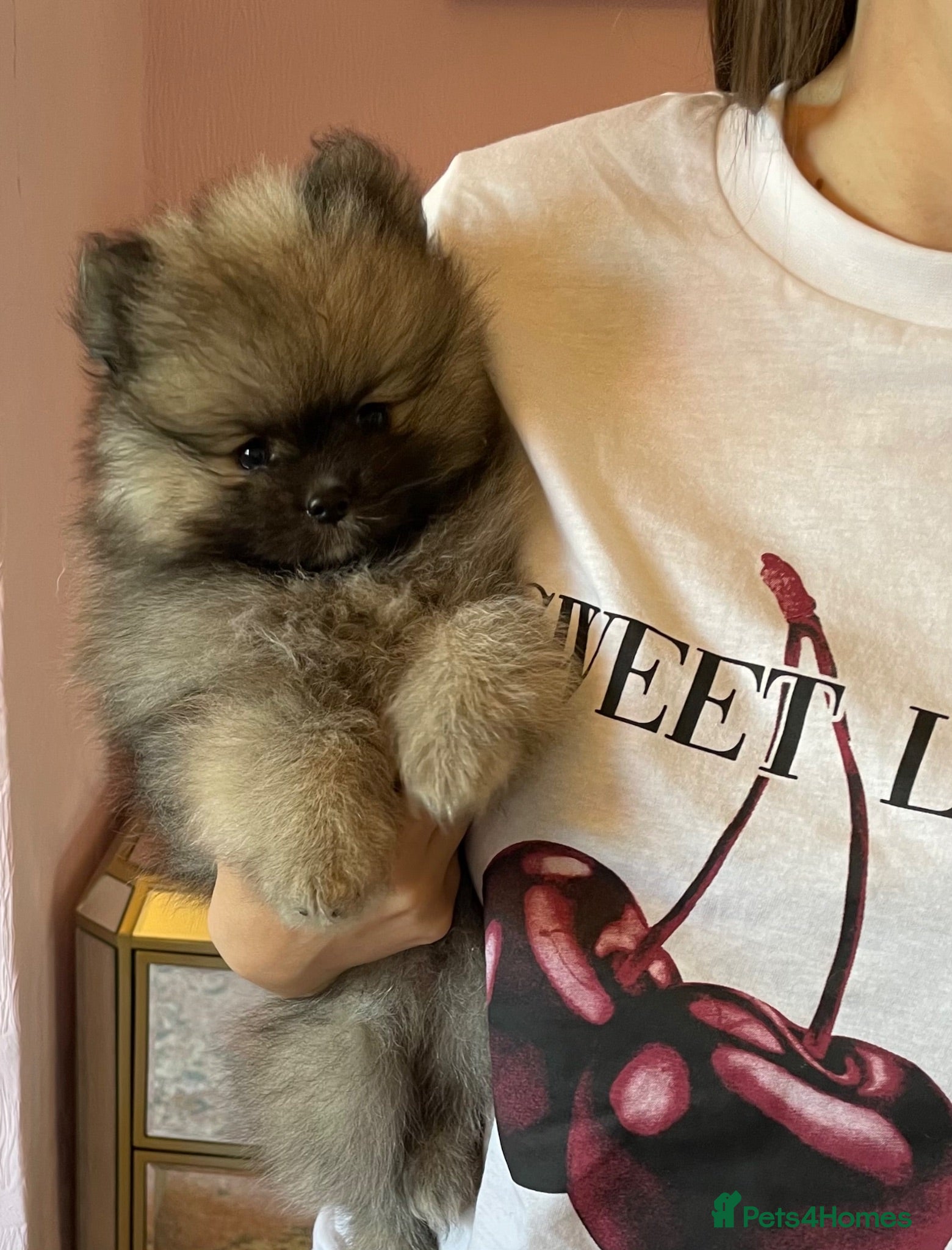 Pomeranian dogs 💙Final Reduction! Kc Teddy Bear Pom 💙 - Advert 16