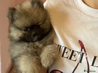 Pomeranian dogs 💙Final Reduction! Kc Teddy Bear Pom 💙 - Advert 16