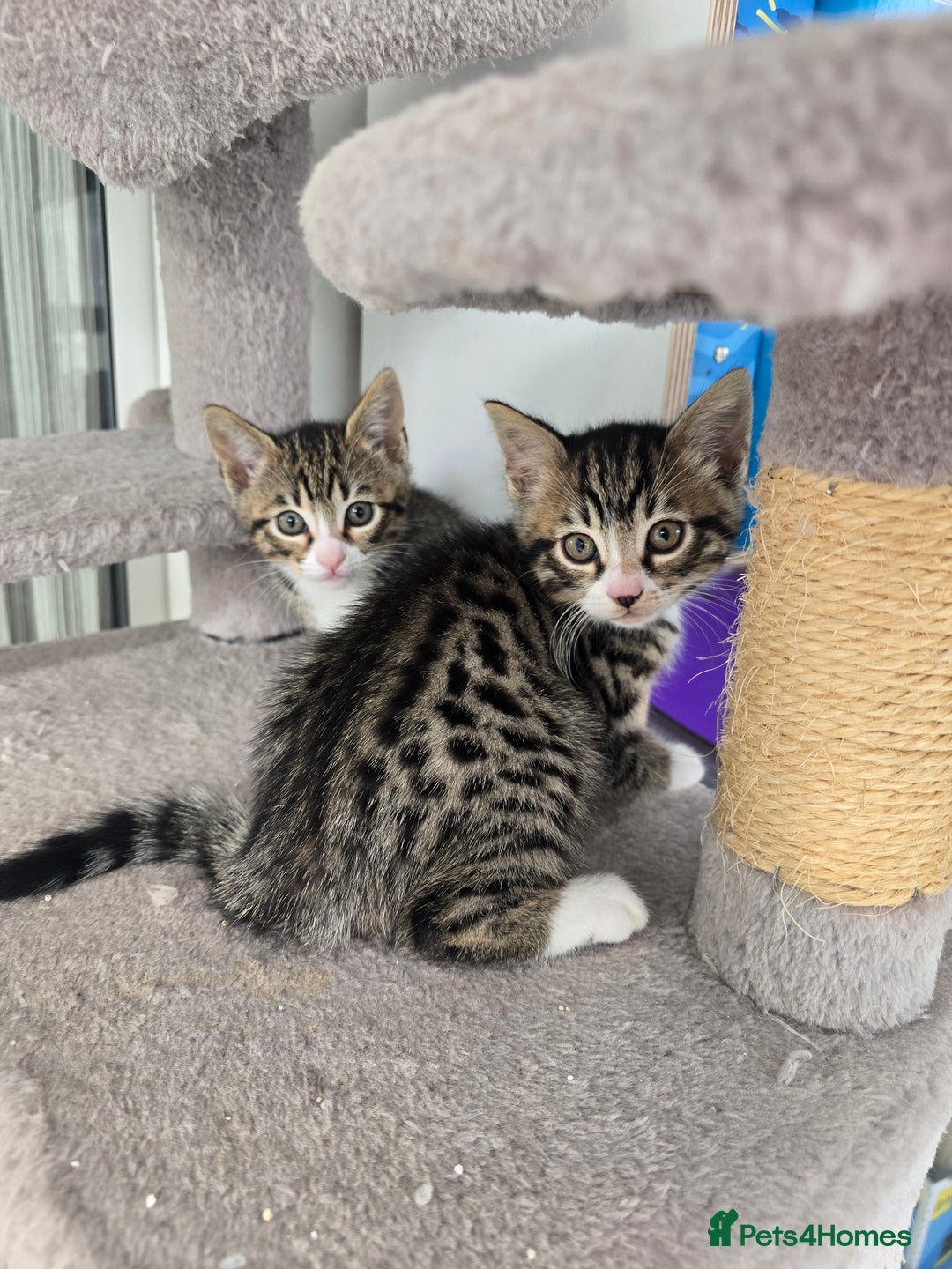 Bengal cats for sale: Half bengal kittens  - Advert 3