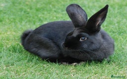 Havana rabbits for sale: Havana Rabbits & English Spot - Advert 1