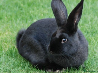 Havana rabbits Havana Rabbits & English Spot - Advert 1