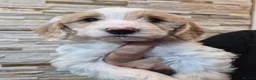 Cockapoo dogs for sale: 7 x F2 cockerpoo puppies 4 boys 3 girls - Advert 6
