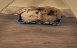 Mini Lop rabbits for sale: 4 months old adorable Mini Lops - Advert 9