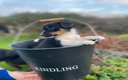 Mixed Breed dogs for sale: Border Jack Puppies (Border Collie X Jack Russel) - Image 14