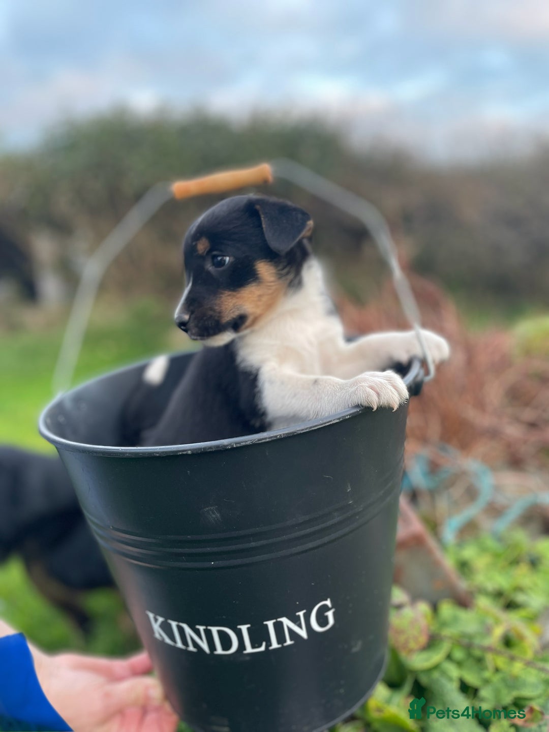 Mixed Breed dogs for sale: Border Jack Puppies (Border Collie X Jack Russel) - Image 14