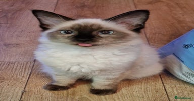 Ragdoll cats - Advert 2