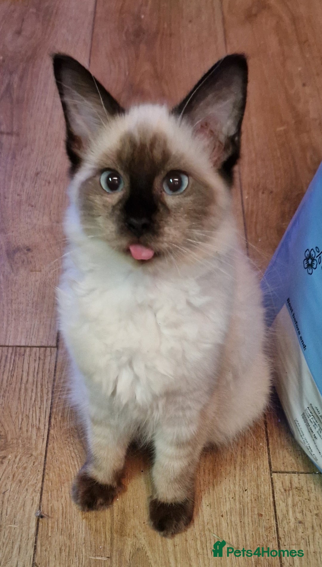 Ragdoll cats for sale: Ragdoll  - Image 3