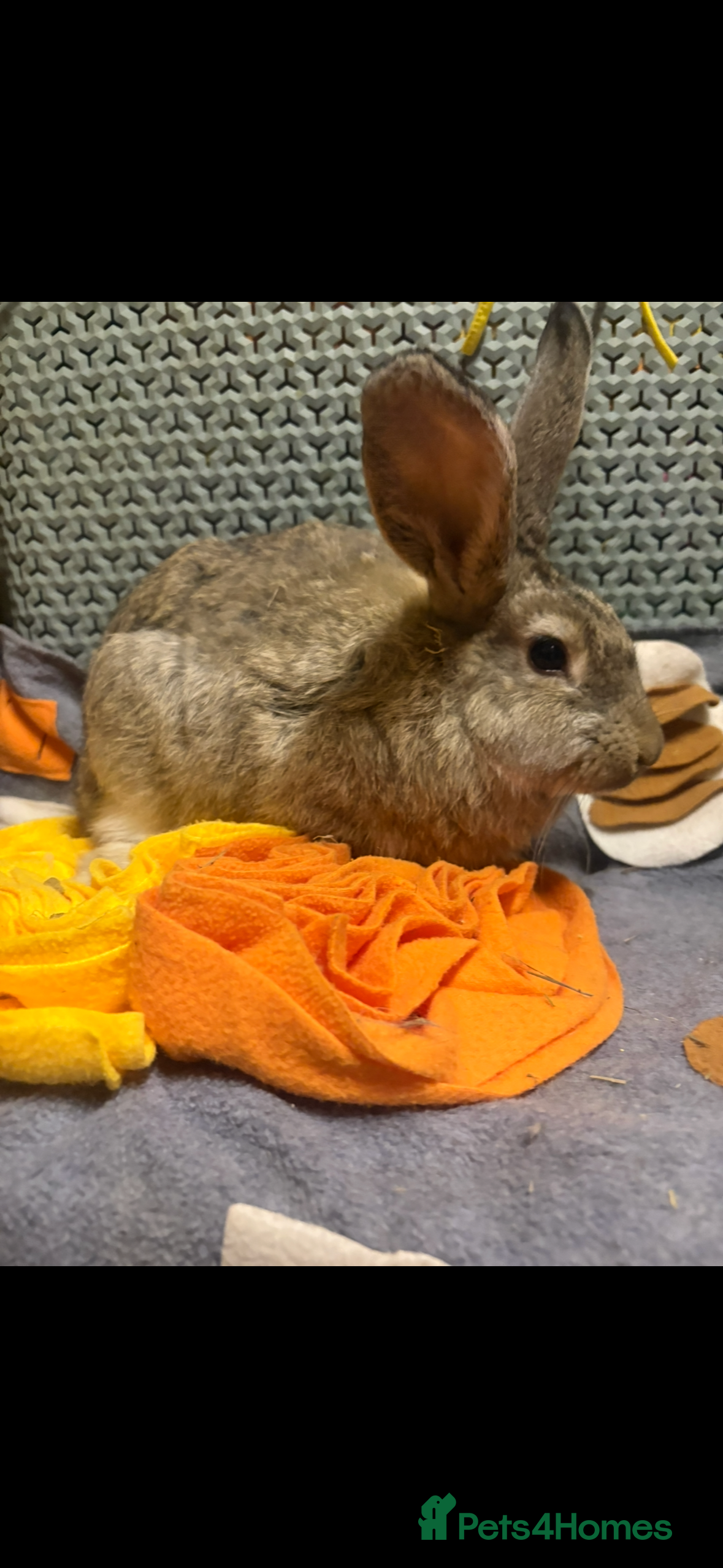 Continental Giant rabbits Beautiful continental giant baby rabbits ready  - Advert 16