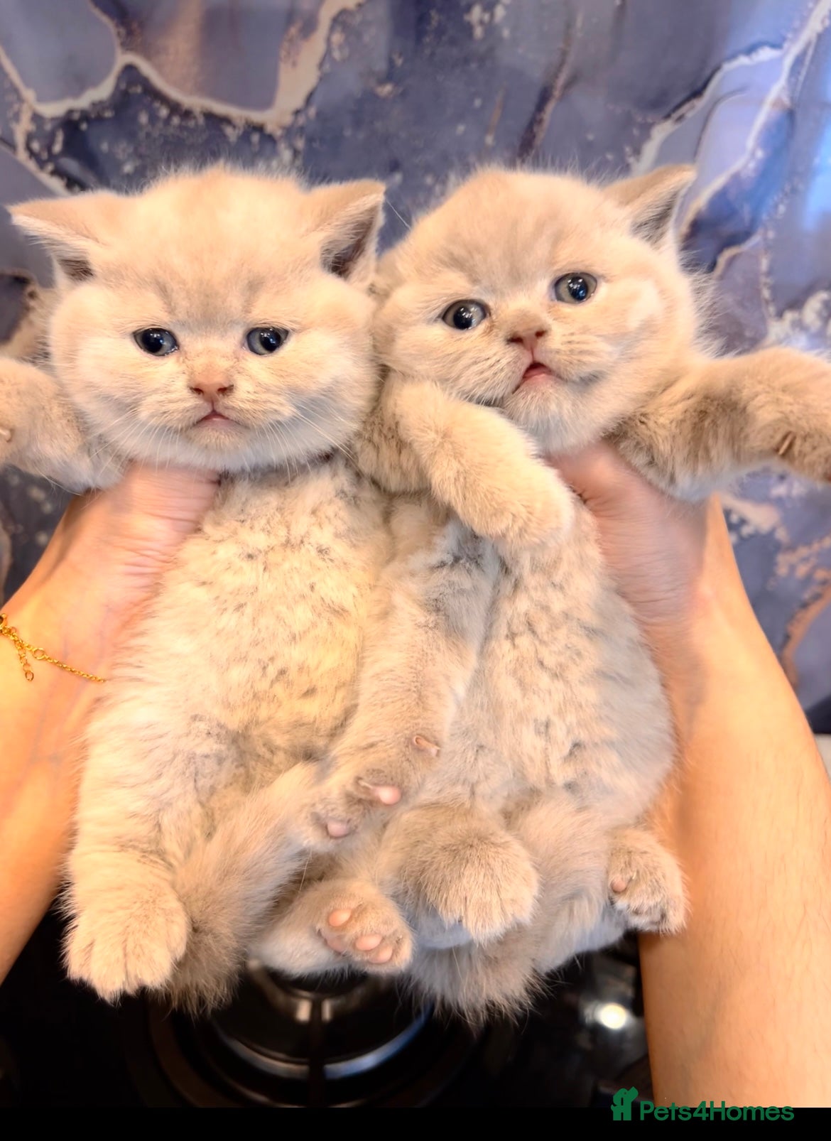 British Shorthair cats 🌈 GCCF fawn/blue 🏆Champion🏆 BSH teddy bears 🌈 - Advert 5