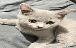 British Shorthair cats for sale: ✨Pure bred  chunky British shorthairs ✨ - Image 8
