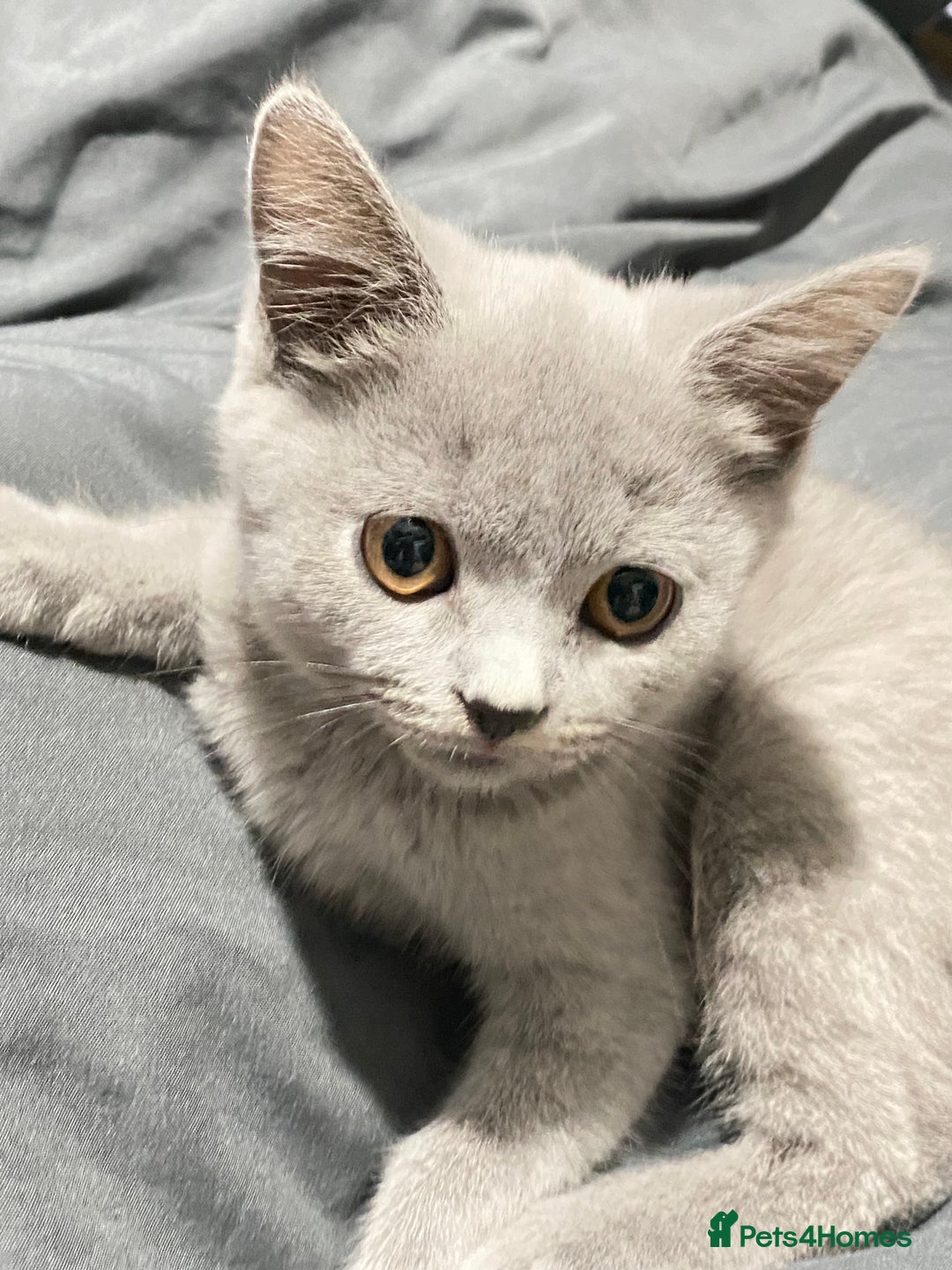 British Shorthair cats for sale: ✨Pure bred  chunky British shorthairs ✨ - Image 8